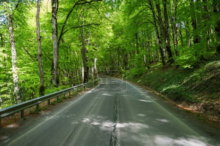 A picturesque road winds through a dense, vibrant green forest with sunlight filtering through the trees, creating a peaceful and scenic drive.