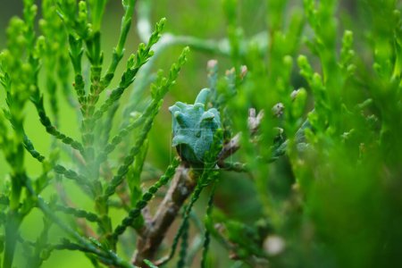 A detailed close-up of a green thuja cone nestled among lush, vibrant foliage, captured on a fresh spring morning.