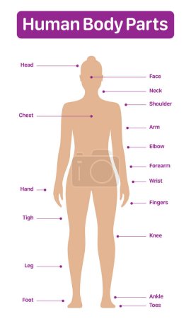 Illustration for Human body parts medical diagram with female model, vector poster on a white background. - Royalty Free Image