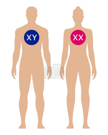 Téléchargez les illustrations : Différence chromosomique mâle et femelle XX et XY, illustration vectorielle isolée sur fond blanc. - en licence libre de droit