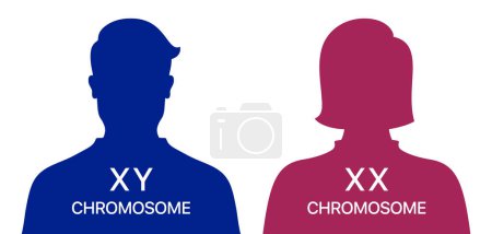 Téléchargez les illustrations : Différence chromosomique homme / femme XX et XY, affiche vectorielle médicale sur fond blanc. - en licence libre de droit