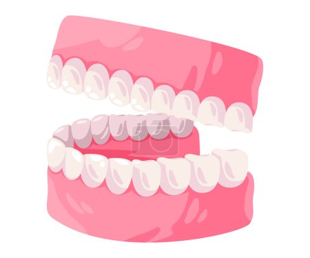 up and lower jaw mouth gums and teeth orthodonthic vector drawing illustration