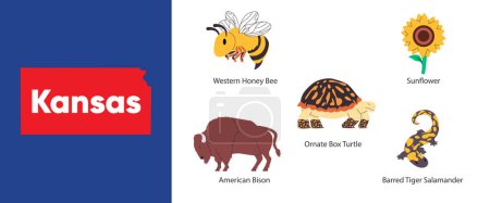 Téléchargez les photos : États du Kansas avec icône symbole de tournesol bison américain boîte ornée tortue barrée tigre salamandre miel abeille illustration vecteur - en image libre de droit