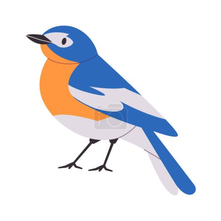 Ilustración de Montaña bluebird con naranja y blanco color pequeño hermoso salvaje naturaleza animal songbird vivir en América del Norte vector - Imagen libre de derechos