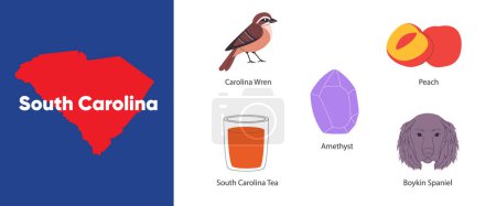 Illustration for South Carolina states symbol object boykin spaniel peach amethyst carolina wren America country illustration vector - Royalty Free Image