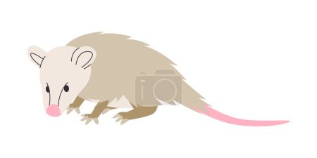 Illustration for White mouse or virginia opossum small wild nature animal with long tail and furry creature vector - Royalty Free Image