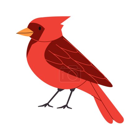 Téléchargez les photos : Couleur rouge petit oiseau cardinale du nord espèces assez mignon nature animal belle faune créature vecteur - en image libre de droit