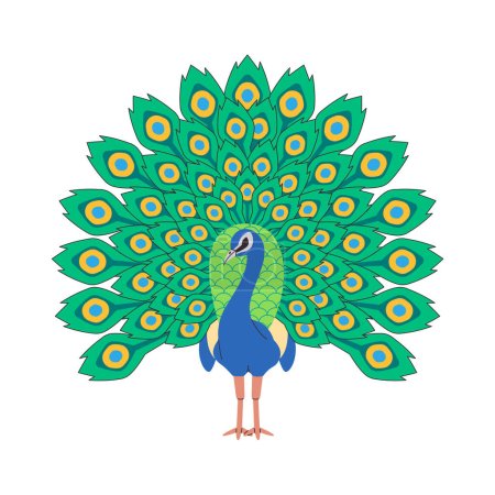 Illustration for Indian peafowl bird nature animal with open showing beautiful body adornment elegant tail pretty feather vector - Royalty Free Image