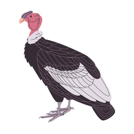 Téléchargez les illustrations : Andin condor charognard vautour sauvage nature animal grandes espèces d'oiseaux avec aileron vecteur - en licence libre de droit
