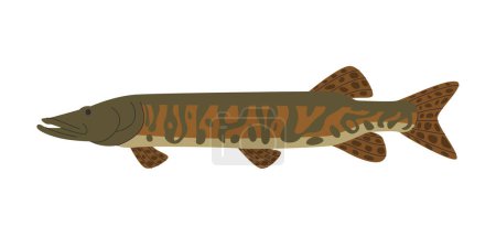 Illustration for Muskellunge long fish wild nature freshwater aquaculture predator animal with spotted skin vector - Royalty Free Image