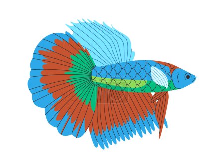 Téléchargez les photos : Coloré siamase combat poisson sauvage nature petit animal beau aquarium élégant animal vecteur - en image libre de droit