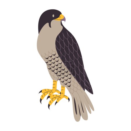 Téléchargez les illustrations : Couleur brune faucon shaheen nature sauvage chasseur d'oiseaux prédateur carnivore animal fort et espèces en voie de disparition vecteur - en licence libre de droit