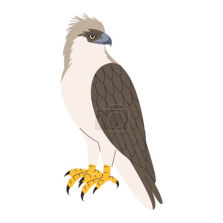 Illustration for Philippine eagle wild nature bird hunter predator carnivore strong animal and endangered species vector - Royalty Free Image
