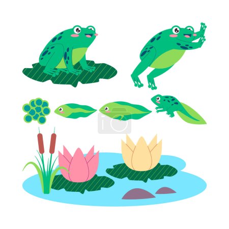 grüne Farbe Frosch Lebenszyklus Ei Kaulquappe Frosch und erwachsener Frosch Tier Transformation Amphibien Kreatur Vektor