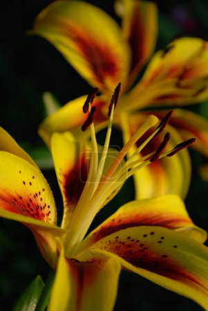 bright yellow lilies among green leaves