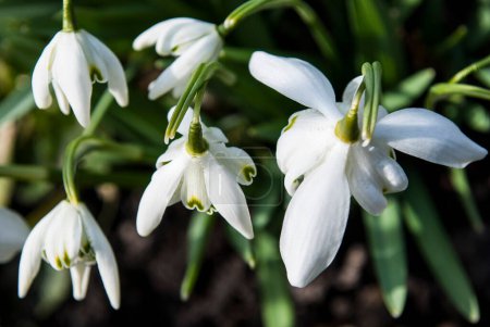 Photo for Delicate double snowdrops blooming on a sunny spring day - Royalty Free Image