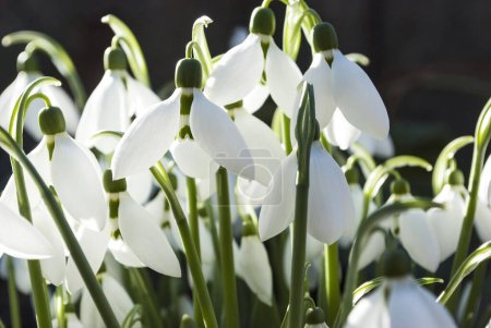 Photo for Delicate primroses large white snowdrops - Royalty Free Image