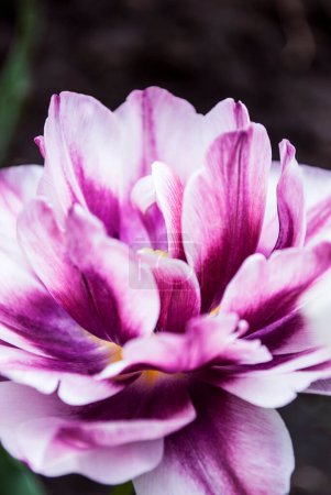 Sorte leuchtend rosa und weiße Tulpen