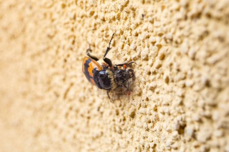 Nicrophorus vespillo ist ein begrabener Käfer, der von Carl Linnaeus in seiner bahnbrechenden 10. Ausgabe von Systema Naturae aus dem Jahr 1758 beschrieben wurde. Sie ist paläartisch verbreitet und kommt häufig in Europa und Asien vor, von Westeuropa bis in die Mongolei..