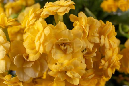 Photo for Closeup of yellow orange kalanchoe flowers. Houseplant care. Kalanchoe blossfeldiana. - Royalty Free Image