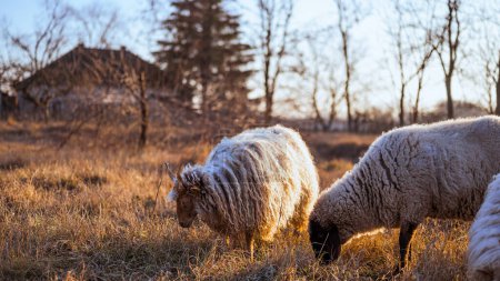 Téléchargez les photos : Racka hongrois et moutons Suffolk anglais pâturant sur un champ et dans une forêt au coucher du soleil - en image libre de droit