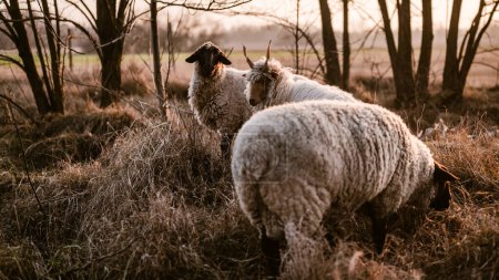 Téléchargez les photos : Racka hongrois et moutons Suffolk anglais pâturant sur un champ et dans une forêt au coucher du soleil - en image libre de droit