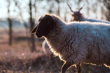 Téléchargez les photos : Suffolk anglais moutons broutant sur un champ et dans une forêt pendant le coucher du soleil - en image libre de droit