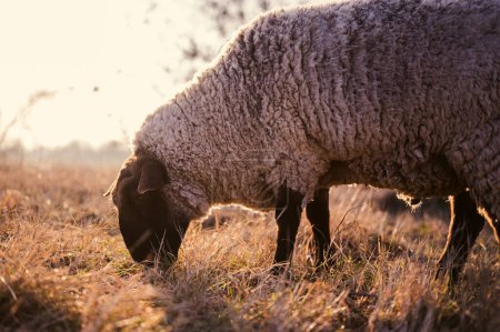 Téléchargez les photos : Suffolk anglais moutons broutant sur un champ et dans une forêt pendant le coucher du soleil - en image libre de droit