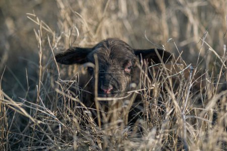 Foto de Cordero negro recién nacido en una hierba alta en el entorno forestal - Imagen libre de derechos