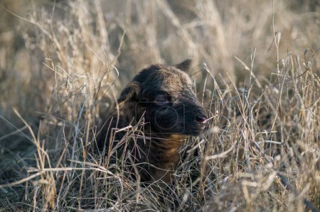 Foto de Cordero negro recién nacido en una hierba alta en el entorno forestal - Imagen libre de derechos