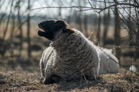 Téléchargez les photos : Suffolk anglais bélier moutons couché et reposant sur le sol - en image libre de droit