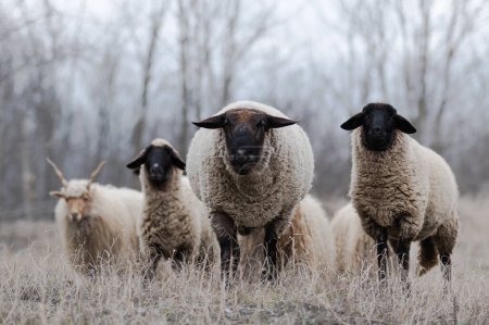 Téléchargez les photos : Troupeau de moutons racka hongrois et suffolk anglais sur le terrain en hiver - en image libre de droit