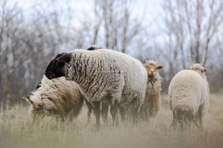 Téléchargez les photos : Troupeau de moutons racka hongrois et suffolk anglais sur le terrain en hiver - en image libre de droit