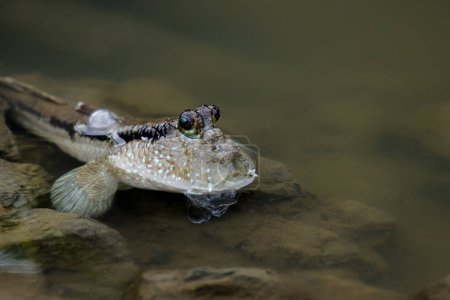 Foto de Mudskipper peces en el mar Zona de manglares - Imagen libre de derechos