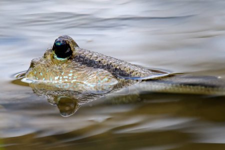 Foto de Mudskipper peces en el mar Zona de manglares - Imagen libre de derechos
