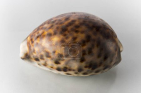 Photo for One tiger cowrie shell on white background - Royalty Free Image