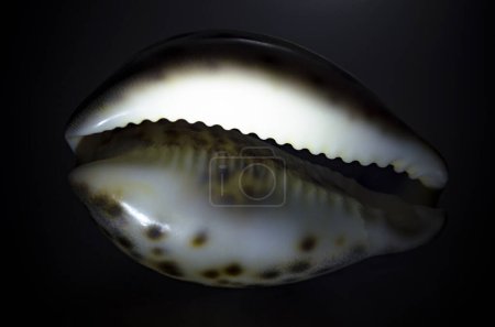 Photo for One tiger cowrie shell on black background - Royalty Free Image