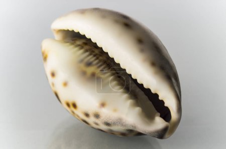 One tiger cowrie shell on white background