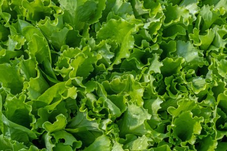 Romaine lettuce green leaves background. Romaine lettuce grows in the soil. Organic salad, ready to be harvested. Fresh lettuce leaves. Salad plant close-up. Organic food, keto or paleo diet. Agricultural industry  