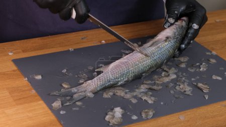Photo for Hands scrub scales of a wild mullet fish. Peel fish from scales with sharp knife. Fresh fish cutting process. Unrecognizable cook cleans seafood. Cooking fish at home. Healthy food concept slow motion - Royalty Free Image