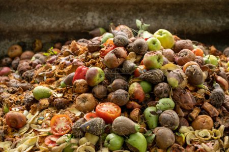 Lebensmittelverschwendung. Kompostierbare Essensreste. Biomüll aus dem Haushalt für den Kompost aus Obst und Gemüse. Recyclingfähige Materialien. Getrennte Müllabfuhr. Kompostbehälter mit Biomüll