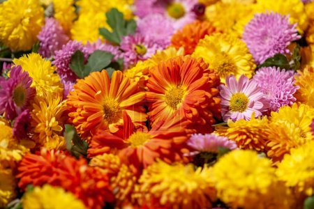 Foto de Crisantemos flores fondo Fondo floral - Imagen libre de derechos
