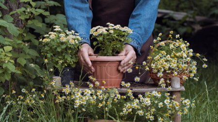 Photo for Growing flowers in garden. Gardening and floriculture. Gardener woman planting beautiful garden chrysanthemum and chamomile flowers. Preparing plants to be planted into flowering pots, putting soil by hands outdoors - Royalty Free Image