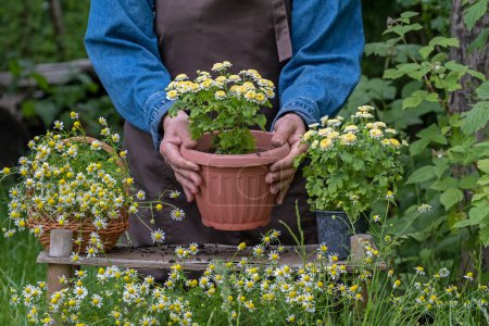 Growing flowers in garden. Gardening and floriculture. Gardener woman planting beautiful garden chrysanthemum and chamomile flowers. Preparing plants to be planted into flowering pots, putting soil by hands outdoors
