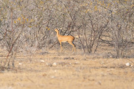 Foto de Ciervo, antílope u oryx. Fauna silvestre en el campo forestal en el parque nacional conservador safari en Namibia, Sudáfrica. Fondo de paisaje natural. - Imagen libre de derechos