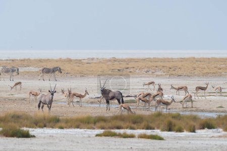 Téléchargez les photos : Cerf, antilope ou oryx. Animaux sauvages dans les champs forestiers dans le parc national conservateur safari en Namibie, Afrique du Sud. Paysage naturel fond. - en image libre de droit
