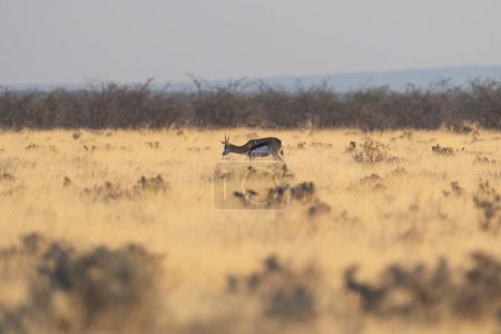 Foto de Ciervo, antílope u oryx. Fauna silvestre en el campo forestal en el parque nacional conservador safari en Namibia, Sudáfrica. Fondo de paisaje natural. - Imagen libre de derechos