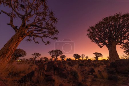 Los árboles del carcaj. Árboles secos en el campo forestal en el parque nacional en la temporada de verano en Namibia, Sudáfrica. Fondo de paisaje natural.