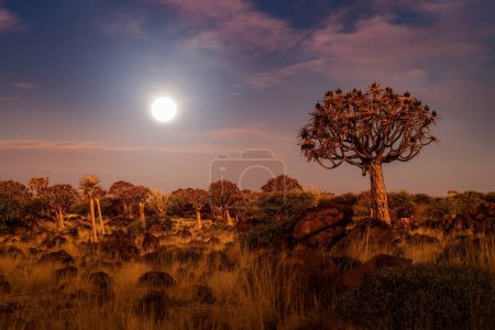 The Quiver Trees. Dry trees in forest field in national park in summer season in Namibia, South Africa. Natural landscape background.