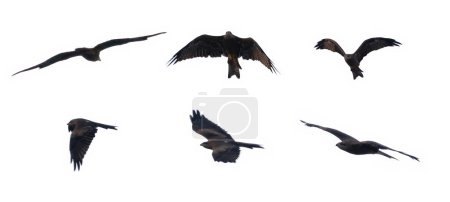 Téléchargez les photos : Gros plan d'un aigle, d'un faucon, d'un oiseau faucons ou d'une colombe volant isolés sur fond blanc. Chasseur d'animaux sauvages. - en image libre de droit